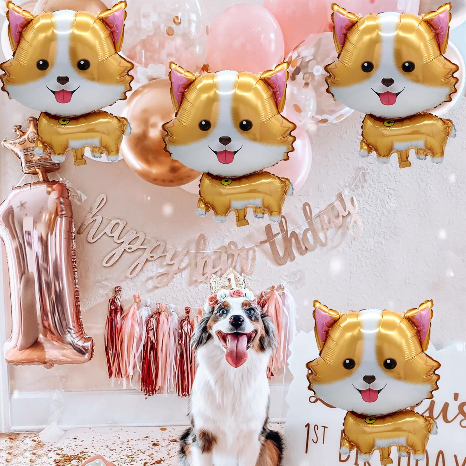 5 adet Pet köpek balonlar için - Let'S Party Event Supply incelemesi ve fiyatı